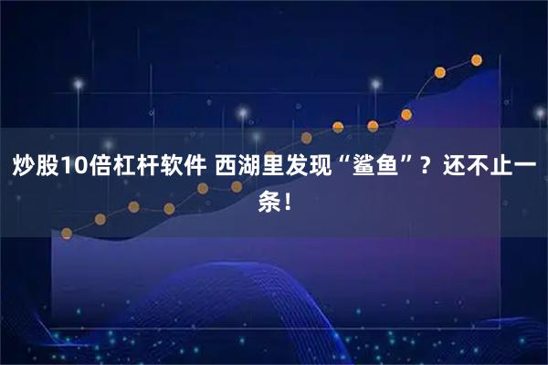 炒股10倍杠杆软件 西湖里发现“鲨鱼”？还不止一条！